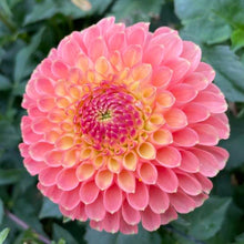 Load image into Gallery viewer, Jowey Paula Dahlia Tuber - JWYP