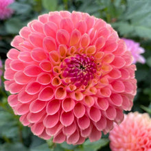 Load image into Gallery viewer, Jowey Nicky Dahlia Tuber - JWYN
