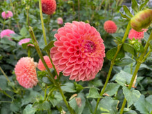 Load image into Gallery viewer, Jowey Nicky Dahlia Tuber - JWYN