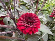 Load image into Gallery viewer, Karma Choc Dahlia Tuber - KRM