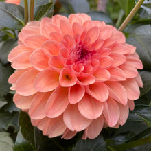 Load image into Gallery viewer, Sebastian Dahlia Tuber - SEB