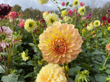 Load image into Gallery viewer, Bracken Sarah Dahlia Tuber - BRKSR