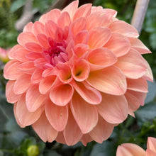 Load image into Gallery viewer, Sebastian Dahlia Tuber - SEB