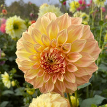 Load image into Gallery viewer, Bracken Sarah Dahlia Tuber - BRKSR