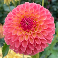 Load image into Gallery viewer, Jowey Paula Dahlia Tuber - JWYP