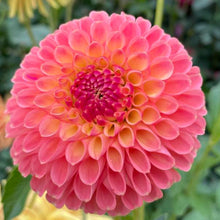 Load image into Gallery viewer, Jowey Nicky Dahlia Tuber - JWYN