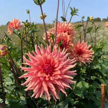 Load image into Gallery viewer, Terracotta Dahlia Tuber - TRC (5 Pack)