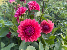 Load image into Gallery viewer, Bowser Tash Dahlia Tuber - BWTS