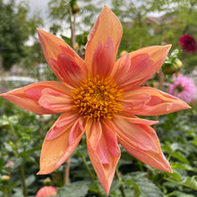 Load image into Gallery viewer, Venus Dahlia Tuber - VEN