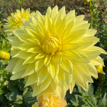 Load image into Gallery viewer, Harvest Moon Dahlia Tuber - HVMN