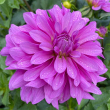 Load image into Gallery viewer, Bluetiful Dahlia Tuber - BLUT