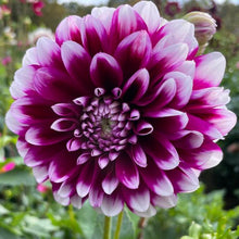 Load image into Gallery viewer, Edinburgh Dahlia Tuber - EDB