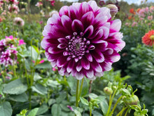 Load image into Gallery viewer, Edinburgh Dahlia Tuber - EDB