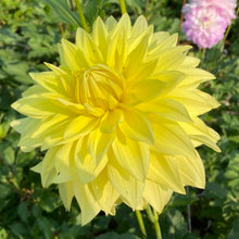 Load image into Gallery viewer, Harvest Moon Dahlia Tuber - HVMN