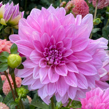 Load image into Gallery viewer, Lavender Perfection Dahlia Tuber - LVPN