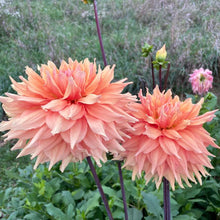 Load image into Gallery viewer, Ben Huston Dahlia Tuber - BNHS