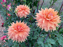 Load image into Gallery viewer, Ben Houston Dahlia Tuber - BHOS