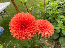 Load image into Gallery viewer, Jowey Linda Dahlia Tuber - JWYL