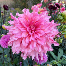 Load image into Gallery viewer, Islander Dahlia Tuber - ISL