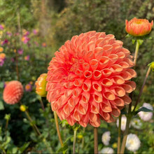 Load image into Gallery viewer, Jowey Linda Dahlia Tuber - JWYL