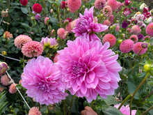 Load image into Gallery viewer, Lavender Perfection Dahlia Tuber - LVPN