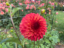 Load image into Gallery viewer, Verrone's Sandra J Dahlia Tuber - VSAN