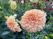 Load image into Gallery viewer, Bracken Sarah Dahlia Tuber - BRKSR