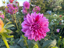 Load image into Gallery viewer, Alpen Pauline Dahlia Tuber - ALP