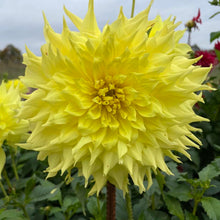 Load image into Gallery viewer, Wyn's Neon Dream Dahlia Tuber - WND
