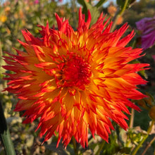 Load image into Gallery viewer, Cheyenne Dahlia Tuber CHYN