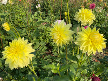 Load image into Gallery viewer, Harvest Moon Dahlia Tuber - HVMN