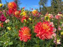 Load image into Gallery viewer, Bodacious Dahlia Tuber - BOD