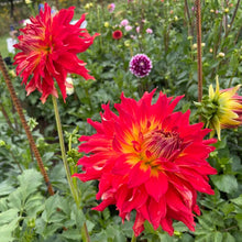 Load image into Gallery viewer, Bodacious Dahlia Tuber - BOD