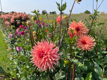 Load image into Gallery viewer, Terracotta Dahlia Tuber - TRC (5 Pack)
