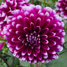 Load image into Gallery viewer, Edinburgh Dahlia Tuber - EDB