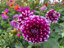Load image into Gallery viewer, Edinburgh Dahlia Tuber - EDB