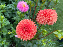 Load image into Gallery viewer, Jowey Linda Dahlia Tuber - JWYL