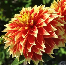 Load image into Gallery viewer, Ketchup and Mustard Dahlia Tuber - KTMS