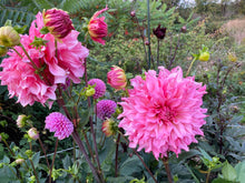 Load image into Gallery viewer, Islander Dahlia Tuber - ISL