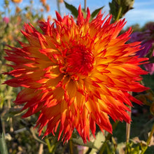 Load image into Gallery viewer, Cheyenne Dahlia Tuber CHYN