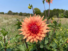 Load image into Gallery viewer, Terracotta Dahlia Tuber - TRC (5 Pack)