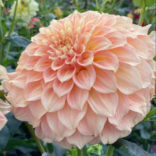 Load image into Gallery viewer, Bracken Sarah Dahlia Tuber - BRKSR