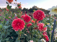 Load image into Gallery viewer, KA Peppercorn Dahlia Tuber - KAPP