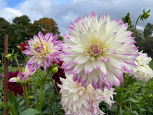 Load image into Gallery viewer, Ferncliff Illusion Dahlia Tuber - FERN