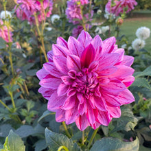 Load image into Gallery viewer, Alpen Pauline Dahlia Tuber - ALP