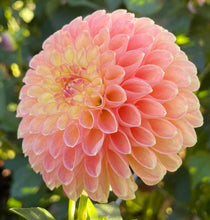 Load image into Gallery viewer, Jowey Paula Dahlia Tuber - JWYP