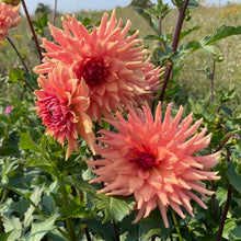 Load image into Gallery viewer, Terracotta Dahlia Tuber - TRC (5 Pack)