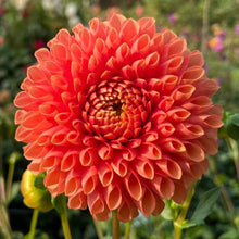 Load image into Gallery viewer, Jowey Linda Dahlia Tuber - JWYL
