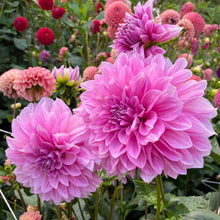 Load image into Gallery viewer, Lavender Perfection Dahlia Tuber - LVPN