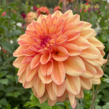 Load image into Gallery viewer, Ferncliff Copper Dahlia Tuber - FCOP (5 Pack)